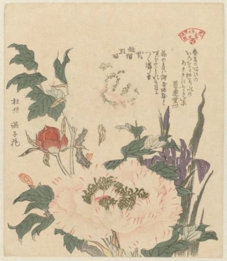 Peonies and Irises