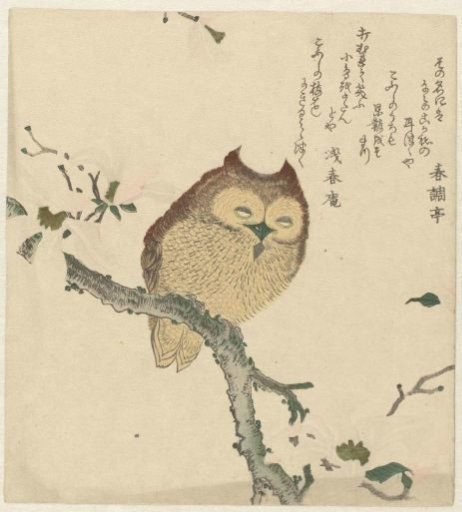 Owl on a Magnolia Branch