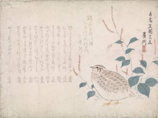 Quail