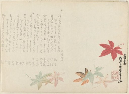 Japanese maple