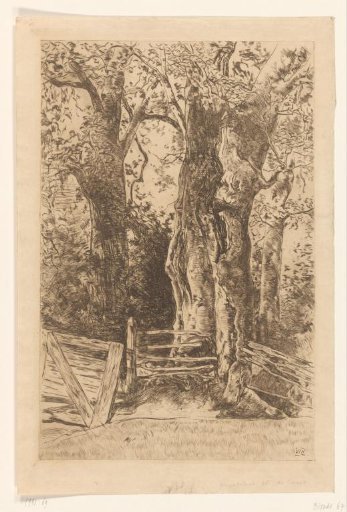 Trees by a Fence