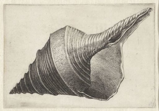 Shell, syrinx aruanus