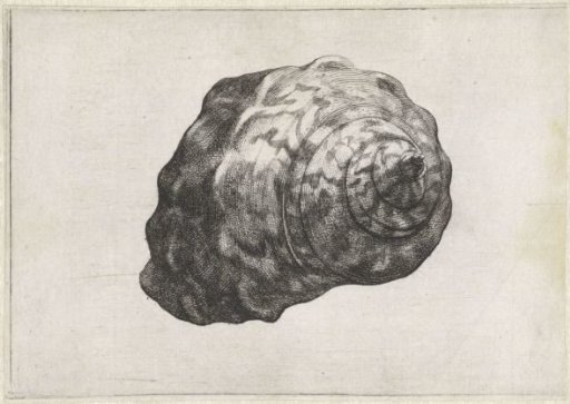 Shell, turbo sarmaticus
