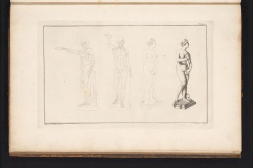 Anatomical figure and a Greek Venus