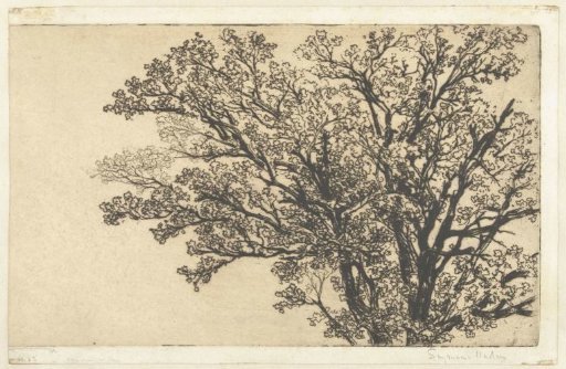 Crown of a tree