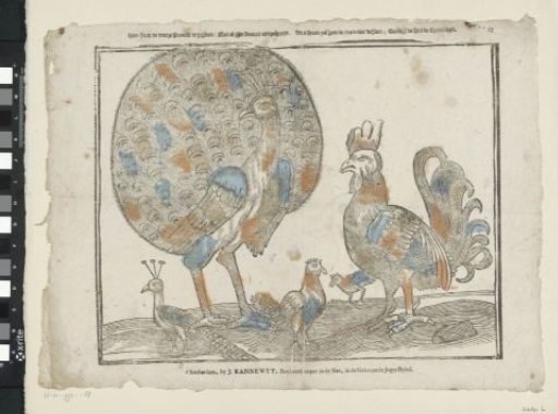 Here stands the proud peacock to show off / With all its feathers spread out / The rooster will not yield to him in courage; While the hen lays the eggs