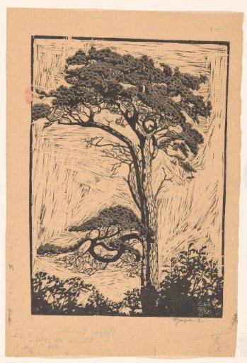 Pine tree
