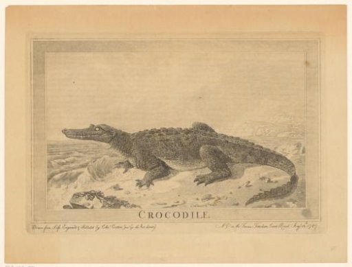 Alligator