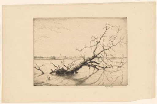 Uprooted tree in the River Blyth