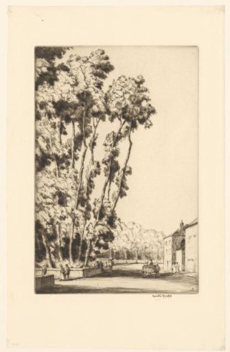 Tall trees along a road in Chartres