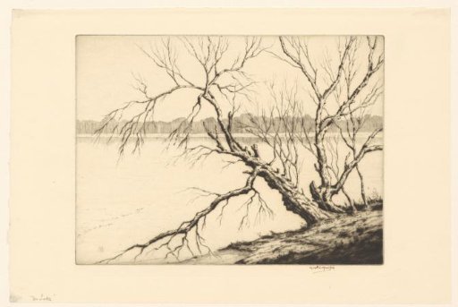 Large tree by a lake at Maresfield