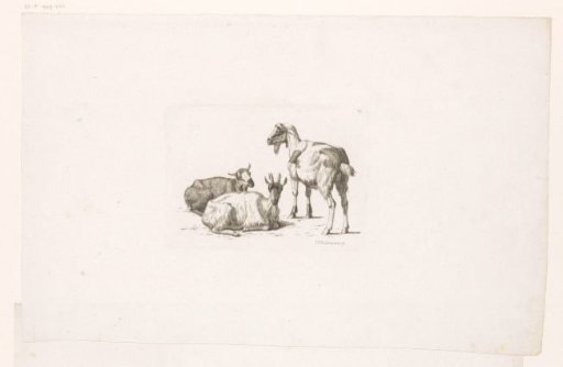 Two goats and a billy goat
