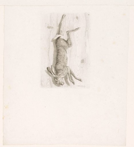 Dead hare