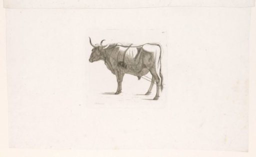 Standing ox