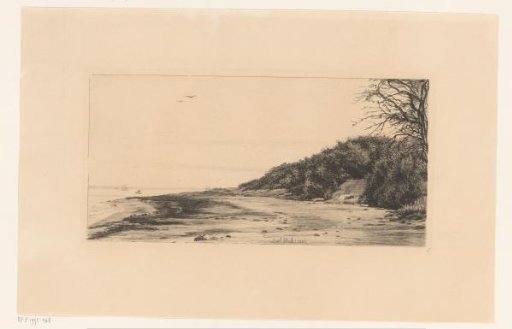 Forest edge along the water
