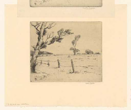 Tree by a fence and a meadow