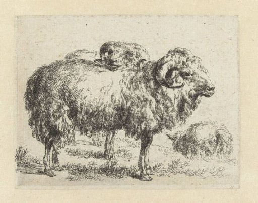 Two rams and a sheep