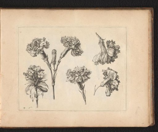 Inflorescence of the carnation and details of the plant