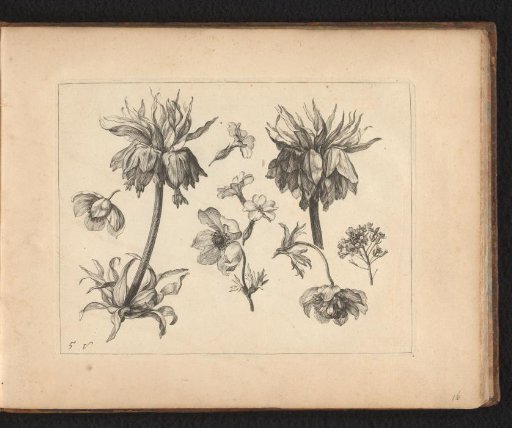 Details of a plant and its corresponding flowers