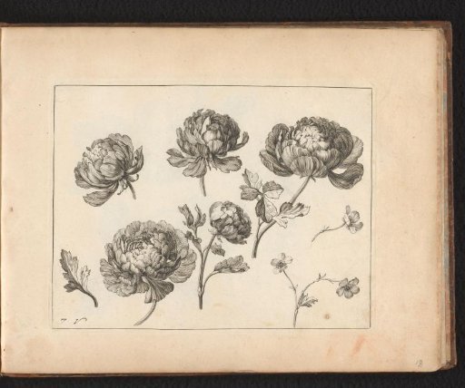 Inflorescence of the peony and details of the plant