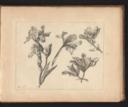 Inflorescence of a plant