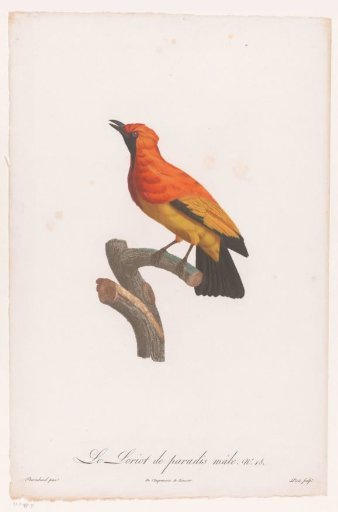 Black-masked Bee-eater on a Branch