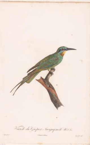 Male Bee-eater on a Branch