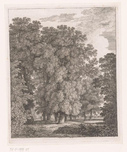 Forest with Oak Trees