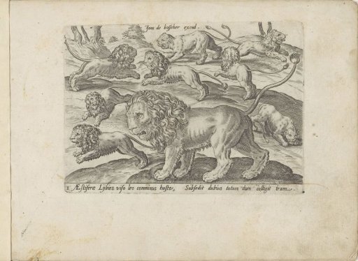 Lions