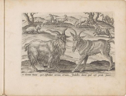 Rams and Goats