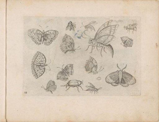 Insects