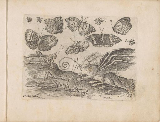 Monster insect, grasshoppers and butterflies