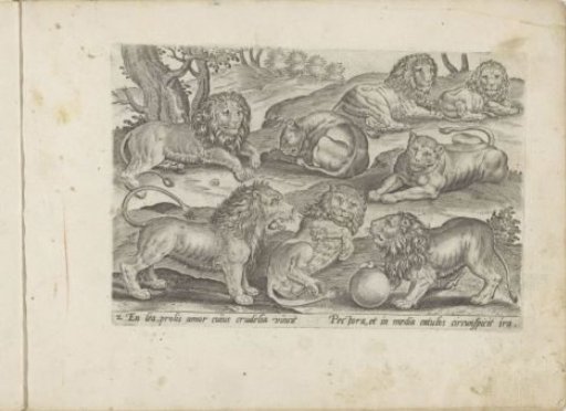 Lions and Lionesses