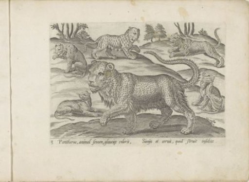 Six Panthers