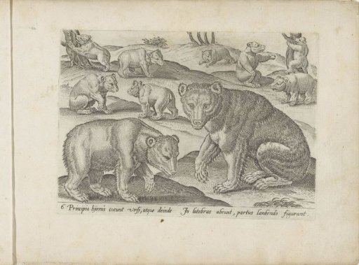 Various Bears