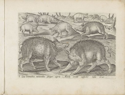 Various Pigs