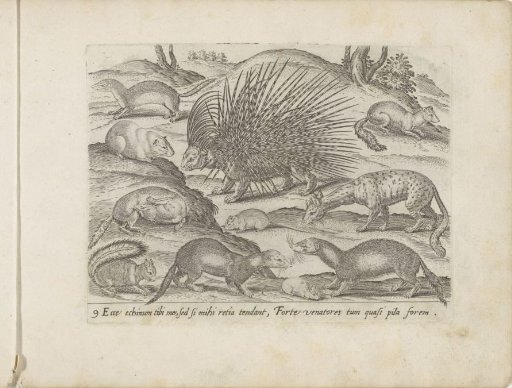 Boar, Badgers, Martens, and Other Animals