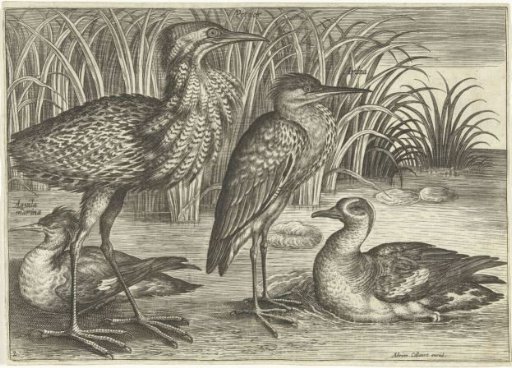 Four Wading Birds Along a Shore