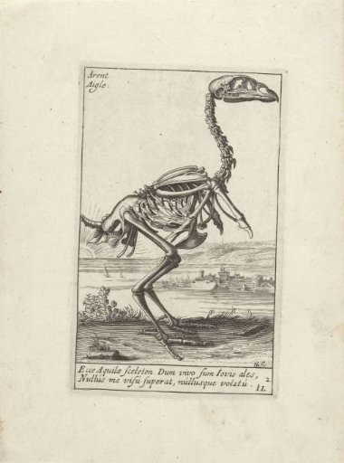 Skeleton of an eagle