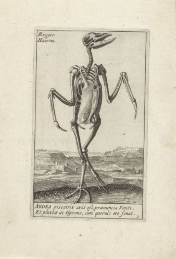 Skeleton of a heron