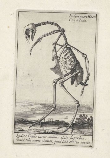 Skeleton of an Indian rooster