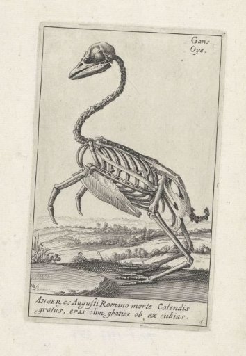 Skeleton of a goose