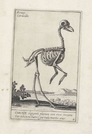 Skeleton of a crow