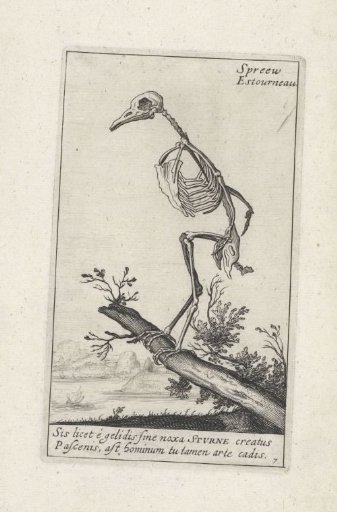 Skeleton of a starling