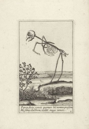 Skeleton of a bird