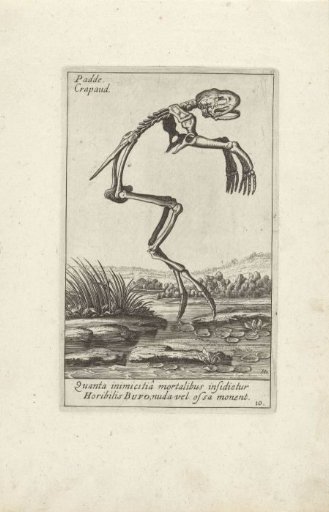 Skeleton of a toad