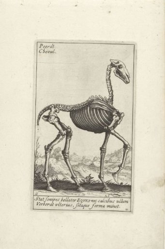 Skeleton of a horse