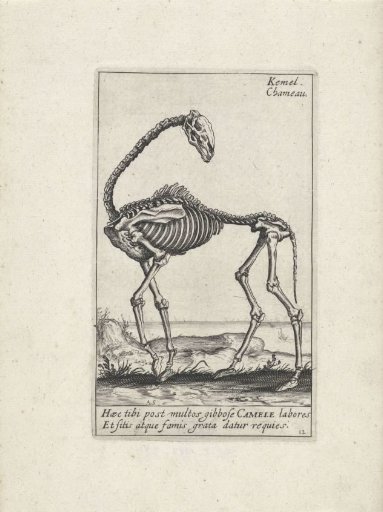 Skeleton of a camel