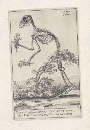 Skeleton of a rabbit
