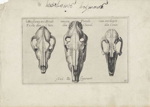 Three animal skull skeletons